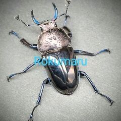 ドウイロクワガタ幼虫 5頭の画像