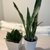 ランキングキーワードに紐づく投稿画像-観葉植物