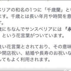 人気☆空気清浄効果のあるｻﾝｽﾍﾞﾘｱ・ｾﾞﾗﾆｶ2種類2個セット☆の画像
