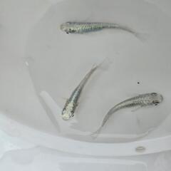 めだか　種親最終放出の画像