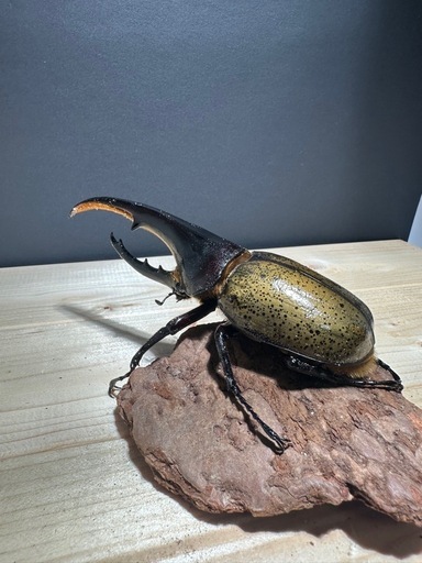 大人気‼️特価‼️ ヘラクレスオオカブト ♂オス 単体 になります。 ●サイズは １３０mm〜１40mm台になります
