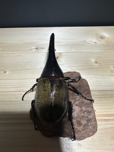 大人気‼️特価‼️ ヘラクレスオオカブト ♂オス 単体 になります。 ●サイズは １３０mm〜１40mm台になります