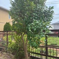 薪にの画像