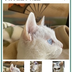 猫を探しています