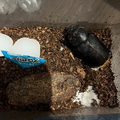 ネプチューンオオカブト メス単品の画像