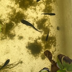 オロチメダカ成魚20匹　選別外の画像