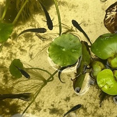 オロチメダカ成魚20匹　選別外の画像