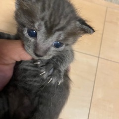 あと一匹　倉敷市の方で探してます