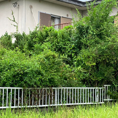 庭木の画像