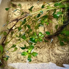 【成魚】ゴジラ 選び取り3匹 早いもの勝ち！ メダカ めだかの画像