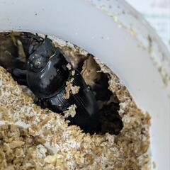 オオクワガタ　オス×1メス×2　の画像