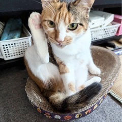 穏やかな性格の「くるみ」ちゃん3歳