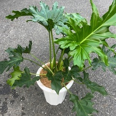 観葉植物　セロームの画像