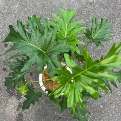 観葉植物　セロームの画像