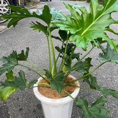 観葉植物　セロームの画像