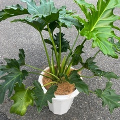 観葉植物　セロームの画像