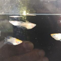 メダカ　【ダルマ、半ダルマミックス】　6匹    1200円 の画像