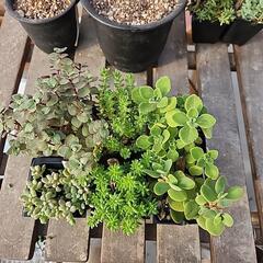 多肉植物　６種類の画像