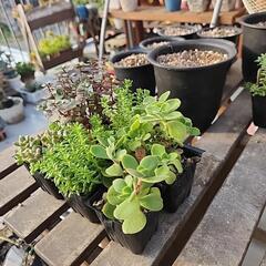 多肉植物　６種類の画像