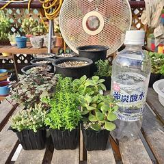 多肉植物　６種類の画像