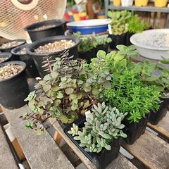 多肉植物　６種類の画像