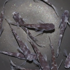 成魚ランダムミックス5匹＋aの画像