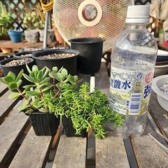 多肉植物　２種の画像