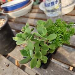 多肉植物　２種の画像