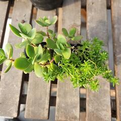 多肉植物　２種の画像