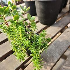 多肉植物　２種の画像