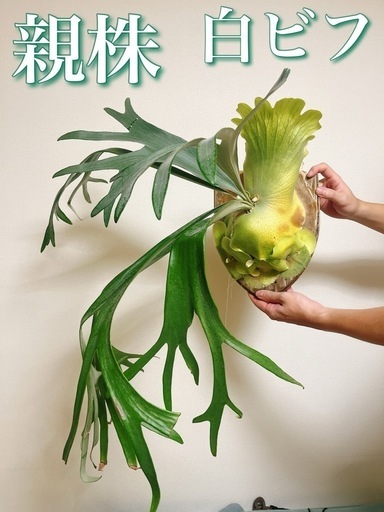 【売り切れ】子株大量！白ビフビカクシダ P.bifurucatum sp white E-1