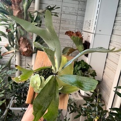 子株大量！白ビフビカクシダ P.bifurucatum sp white E-1の画像