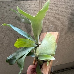 子株大量！白ビフビカクシダ P.bifurucatum sp white E-1の画像