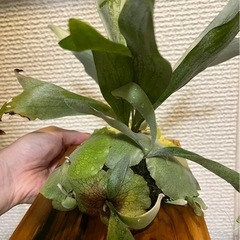 子株大量！白ビフビカクシダ P.bifurucatum sp white E-1の画像