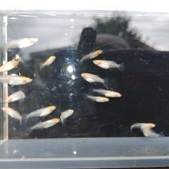 メダカ　【プラチナ牡丹】　10匹      1000円の画像
