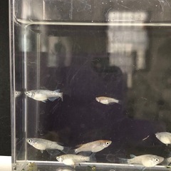 💎ラメMIXメダカ②💎針子🪡40匹の画像