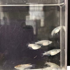 💎ラメMIXメダカ②💎針子🪡40匹の画像