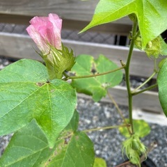 コットンフラワー　綿花　苗　　ガーデニングの画像