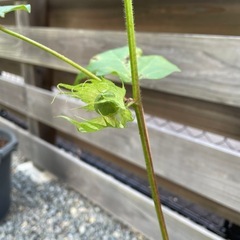 コットンフラワー　綿花　苗　　ガーデニングの画像