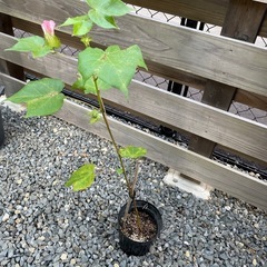 コットンフラワー　綿花　苗　　ガーデニングの画像