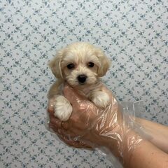 【特典あり!!】総額12万円　なんでも一生懸命な子