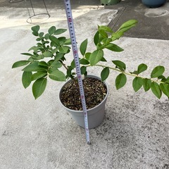 ②ブルーベリー　あまつぶ星の画像
