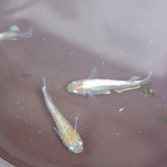 クリフダークタイプの画像