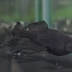 メダカの画像