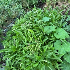無農薬・エンサイ・空心菜500gr(８月22日まで)の画像