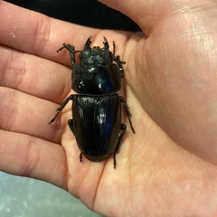 オオクワガタ　GORDON-R血統　♀
2匹の画像