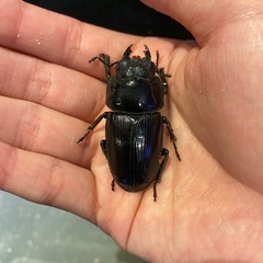 オオクワガタ　GORDON-R血統　♀
2匹の画像