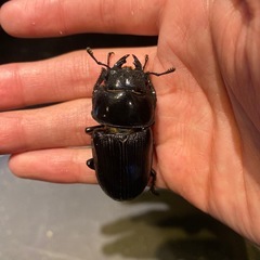 オオクワガタ　GORDON-R血統　♀
2匹の画像