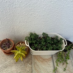 多肉植物まとめて(お話中)の画像