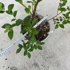⑥ブルーベリー　コースタルの画像